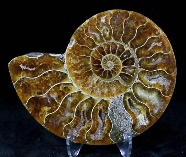 Agatized Ammonite Fossil (Half) #21160